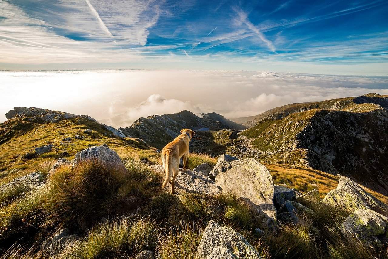 Met de hond naar Oostenrijk Met de hond naar Oostenrijk