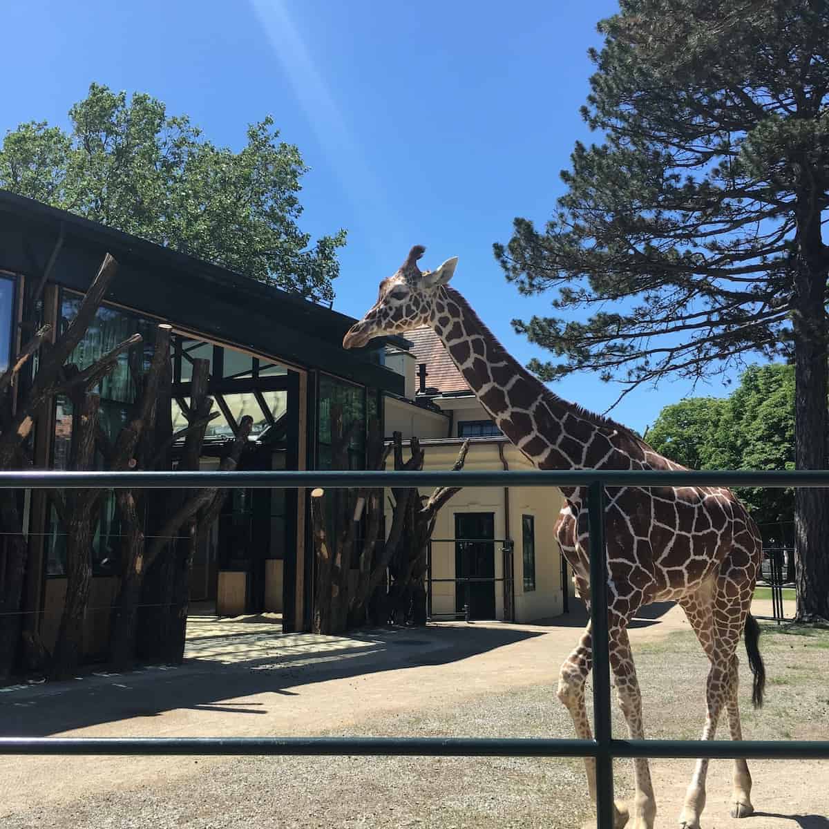 Tiergarten Schonbrunn - Wenen - Oudste dierentuin ter wereld