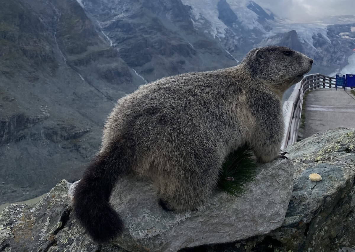 Oostenrijk-wildlife-marmot-vme-2023_2314 Hohe tauern - nationale parken in Oostenrijk