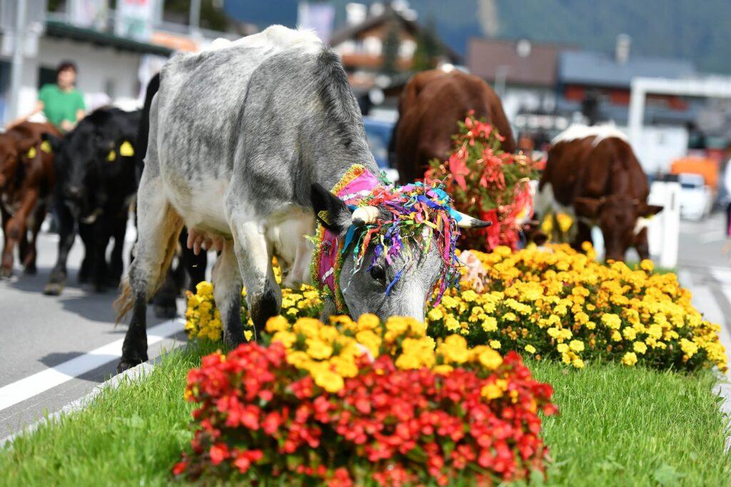 Oostenrijkse tradities en gebruiken Almabtrieb in Oostenrijk