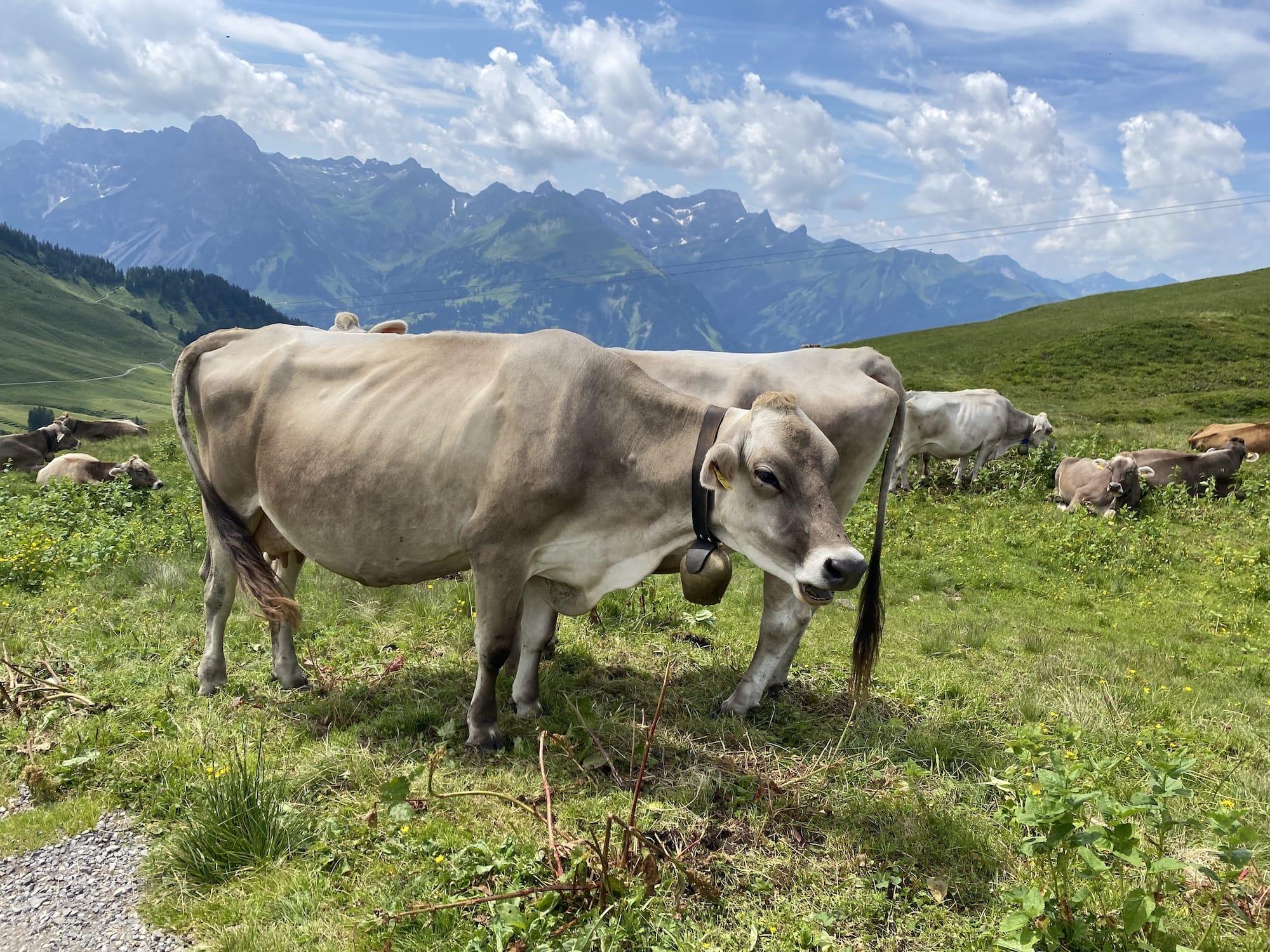 Oostenrijk-beste-reistijd-juli-weer-koeien-wandelen-bergen-vme_7909 Landal Brandnertal - wandelen