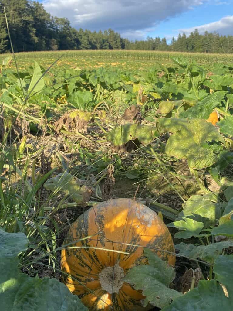 Het weer in september in Oostenrijk: zomer ontmoet, herfst Het weer in september in Oostenrijk: zomer ontmoet, herfst