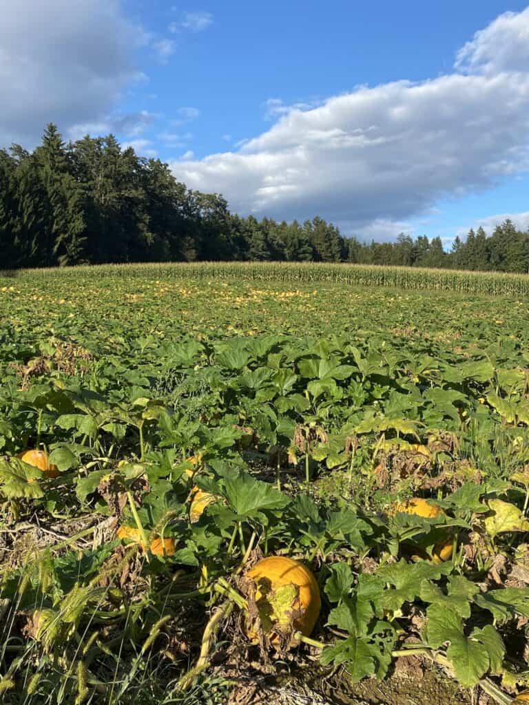 Het weer in september in Oostenrijk: zomer ontmoet, herfst Het weer in september in Oostenrijk: zomer ontmoet, herfst