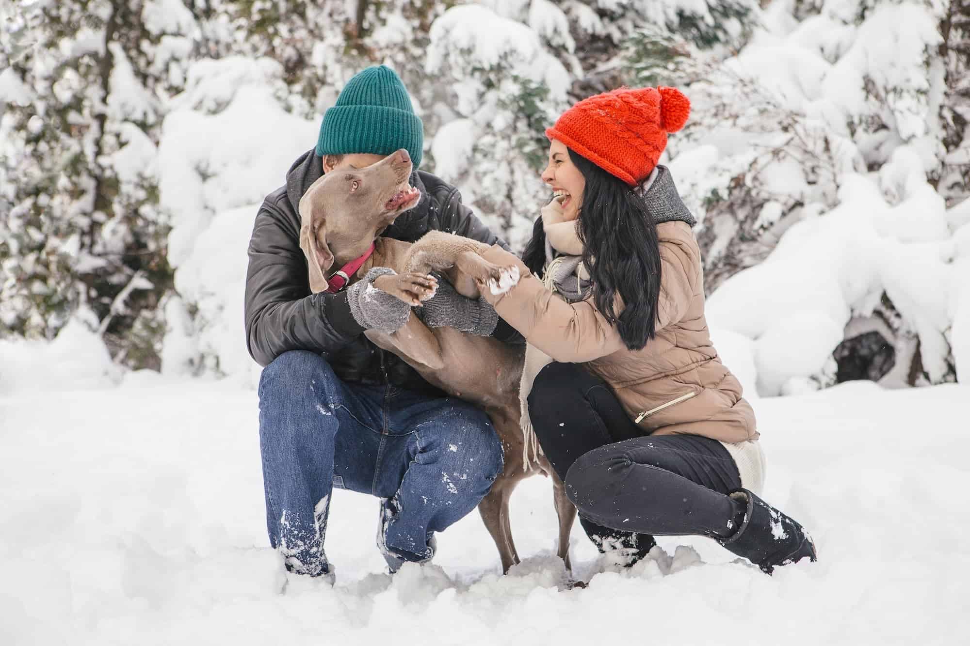 Wintersport met je hond