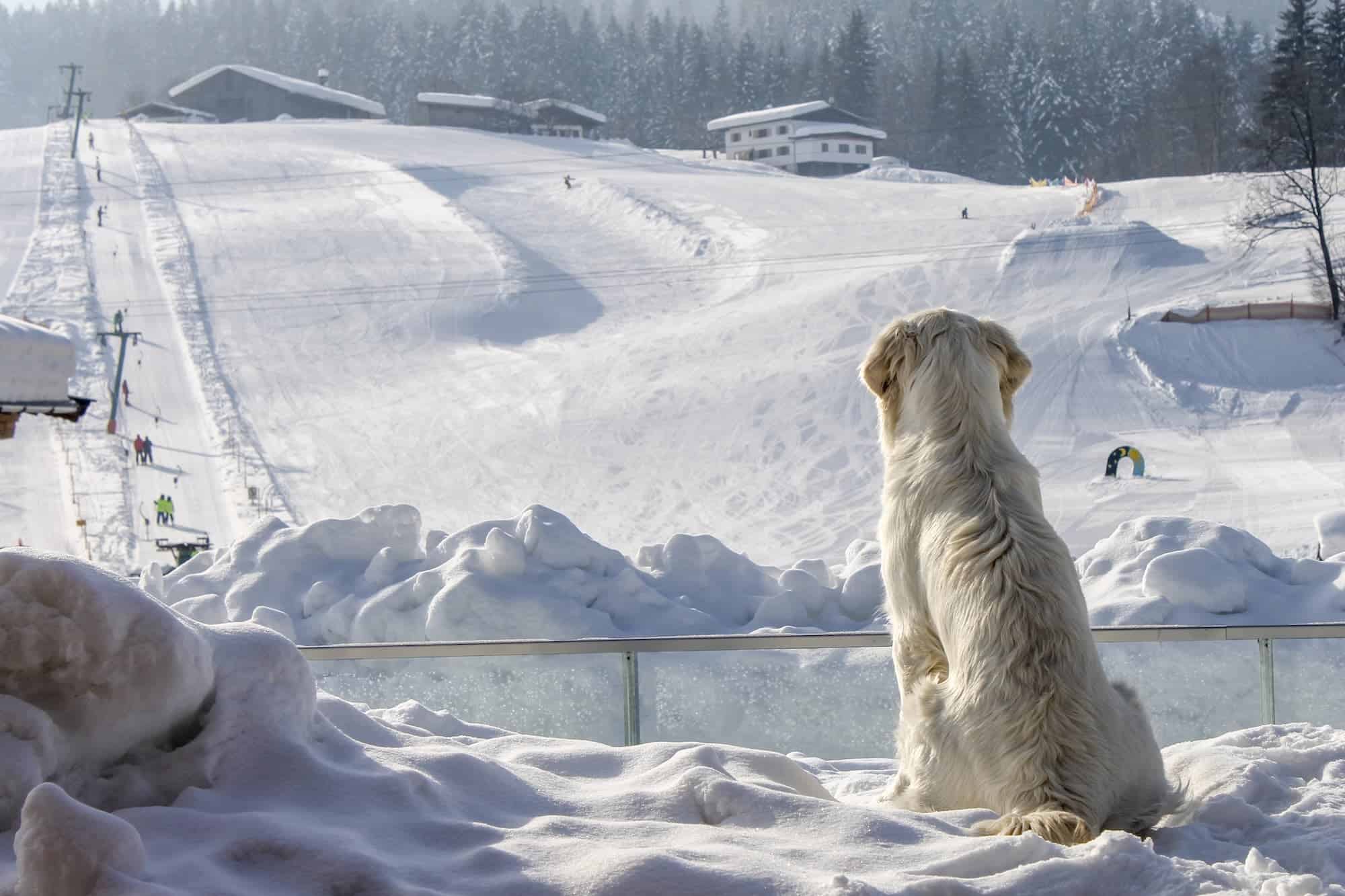 hondvriendelijke accommodaties in Oostenrijk tijdens de wintersport