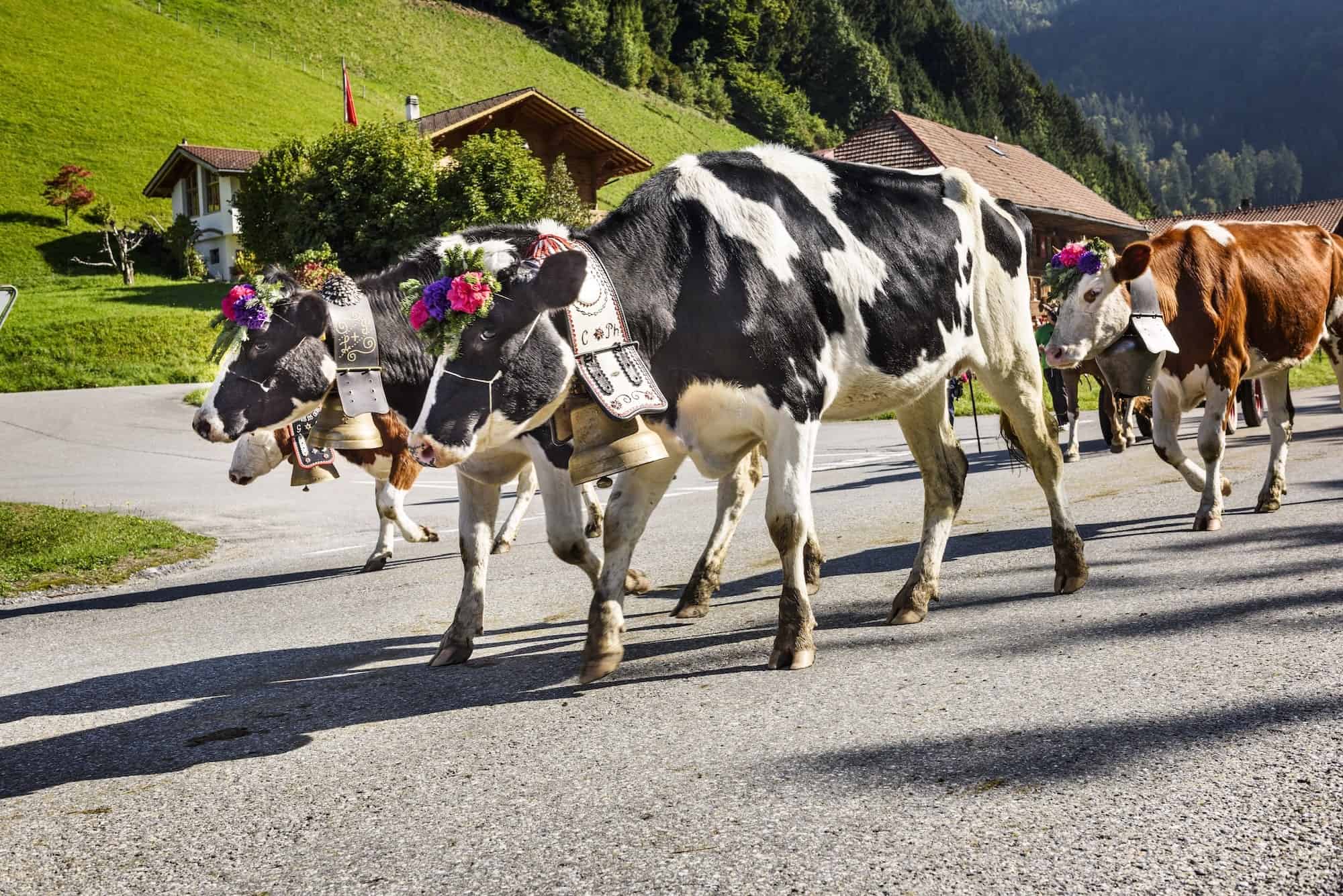 Almabtrieb in Oostenrijk in 2026