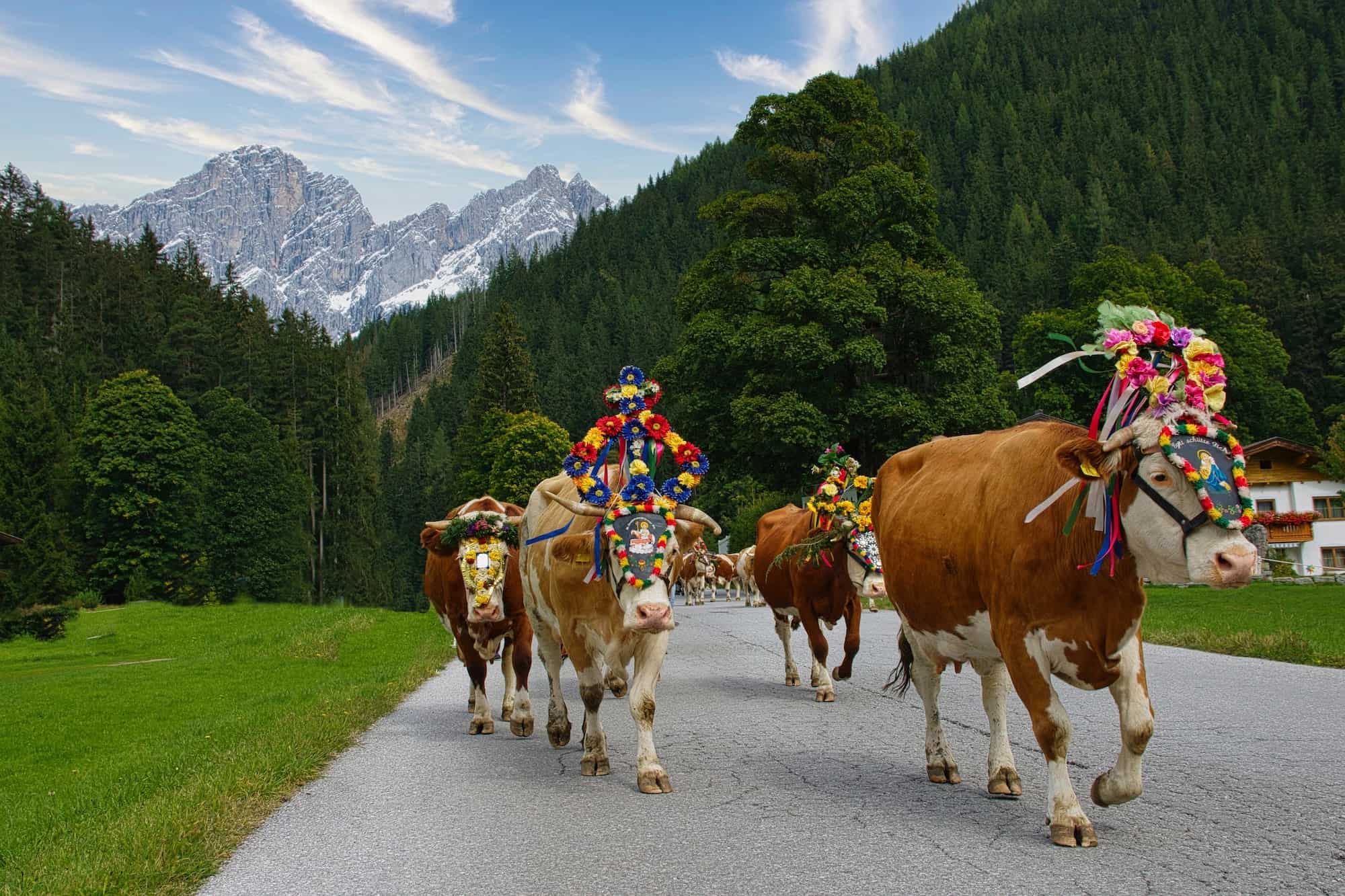 Almabtrieb Oostenrijk Almabtrieb Oostenrijk